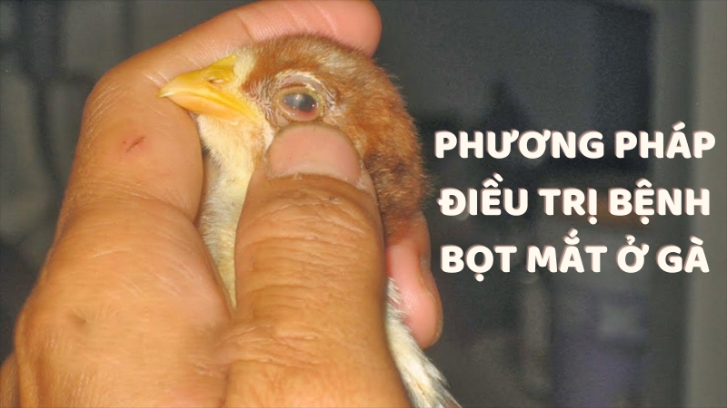 Phương pháp điều trị bệnh bọt mắt ở gà hiệu quả