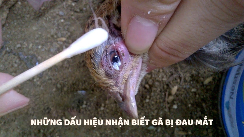Những dấu hiệu nhận biết gà bị đau mắt