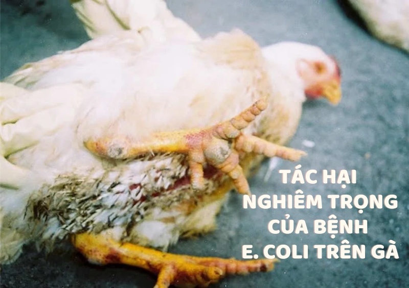 Tác hại nghiêm trọng của bệnh E. coli trên gà