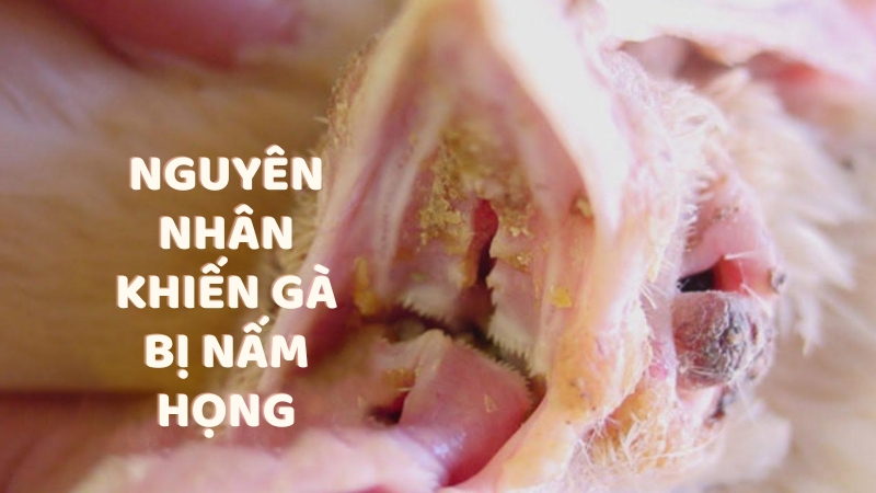Nguyên nhân khiến gà bị nấm họng là gì?