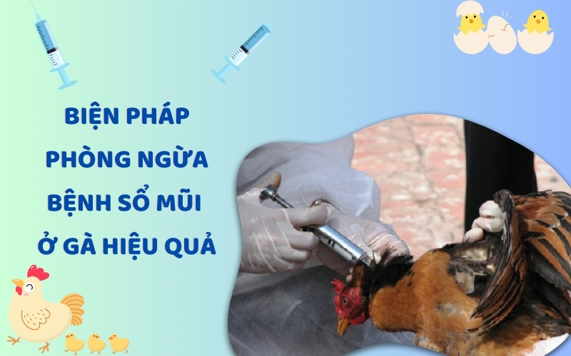 Biện pháp phòng ngừa bệnh sổ mũi ở gà hiệu quả