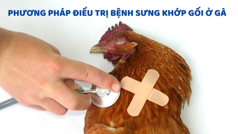 Phương pháp điều trị bệnh sưng khớp gối ở gà hiệu quả