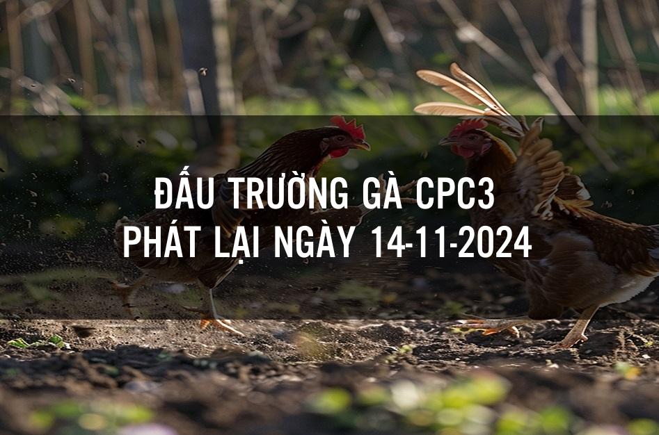 Phát lại đá gà CPC3 ngày 14112024, có bình luận tiếng Việt